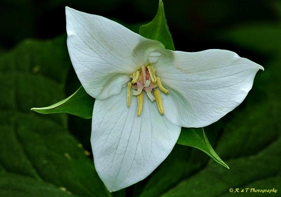 {Trillium flexipes}